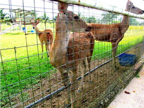 Uk Farm Agro Resort Kluang Exterior photo